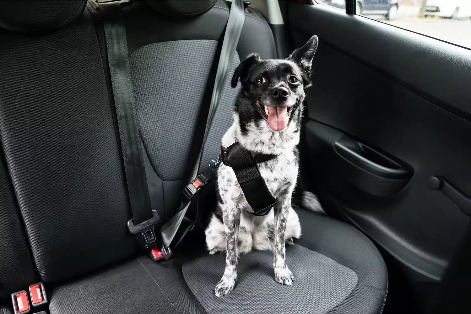 Great Pyrenees Dog Safety Belt for Chevrolet Colorado