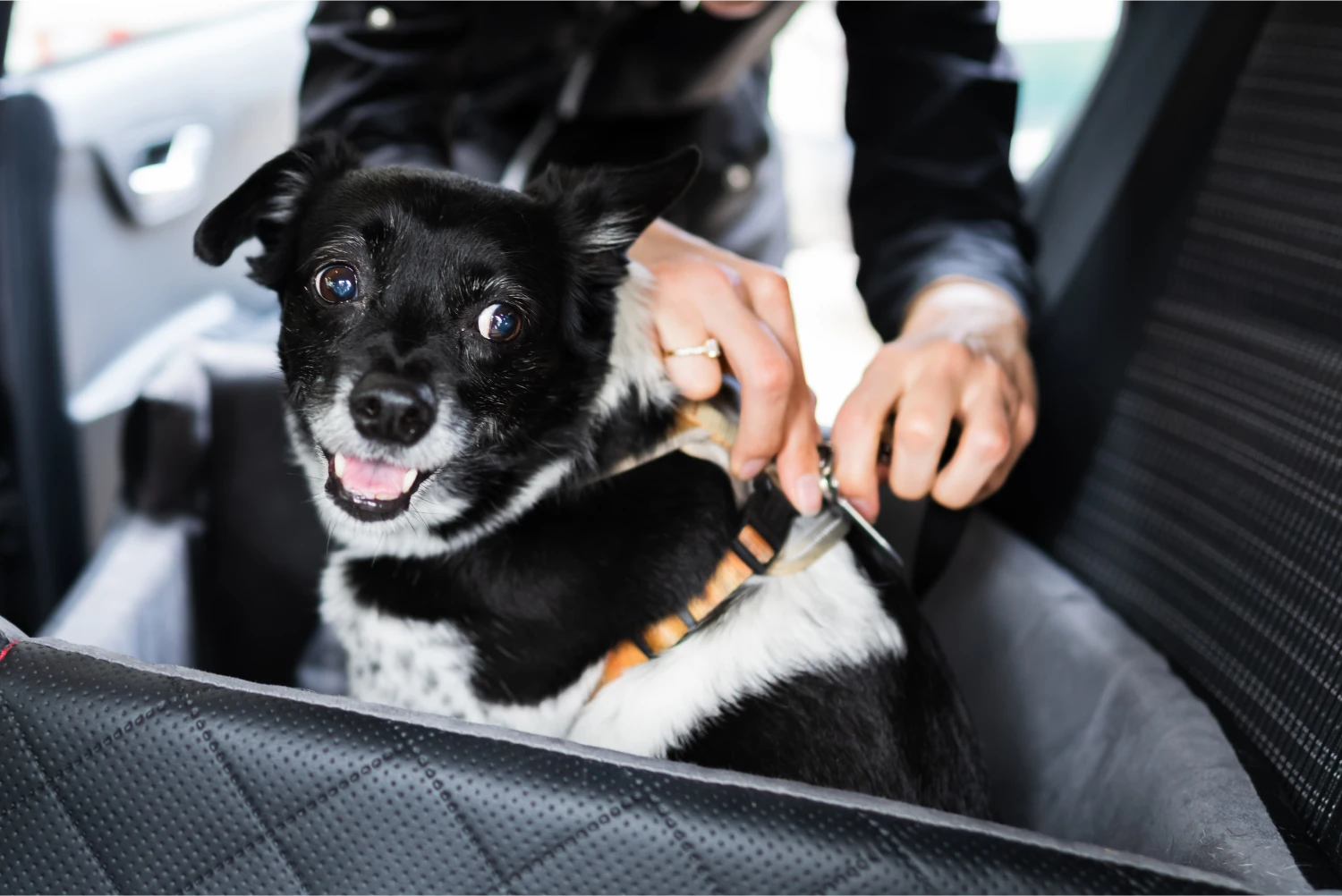 Hyundai Sonata Dog Safety Belt for Irish Setters